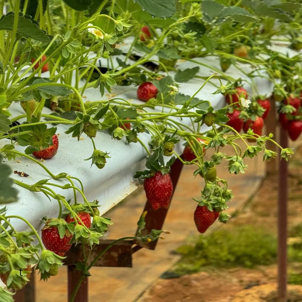 wisata petik strawberry bandung