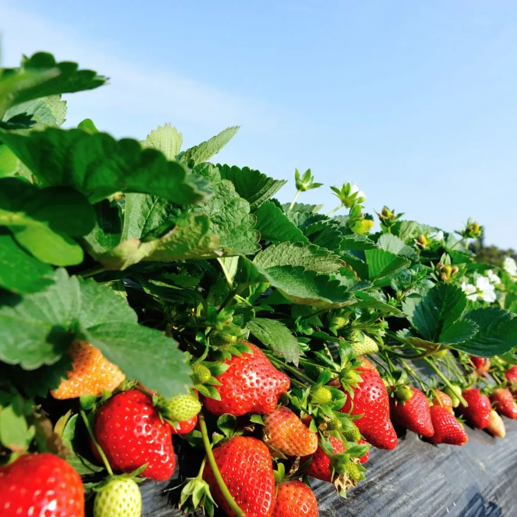wisata petik strawberry bandung