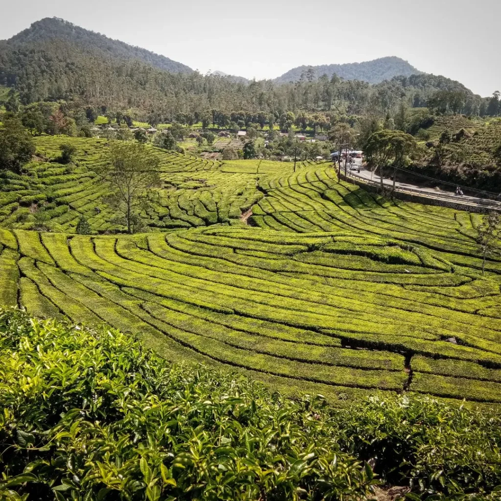 wisata petik strawberry bandung
