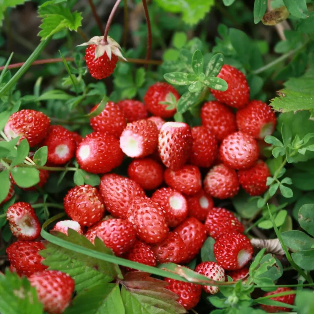 wisata petik strawberry bandung