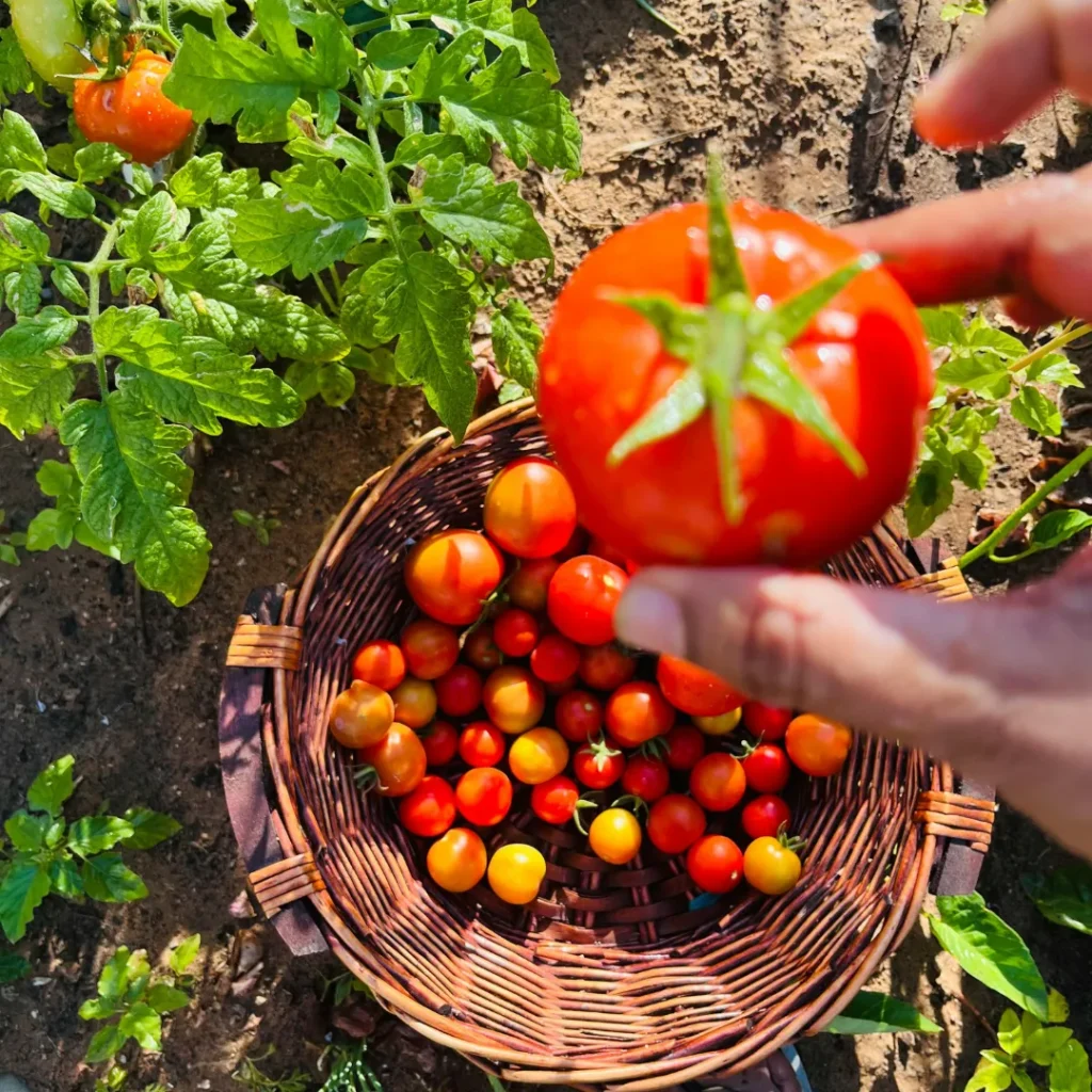 Wisata Petik Buah Bandung