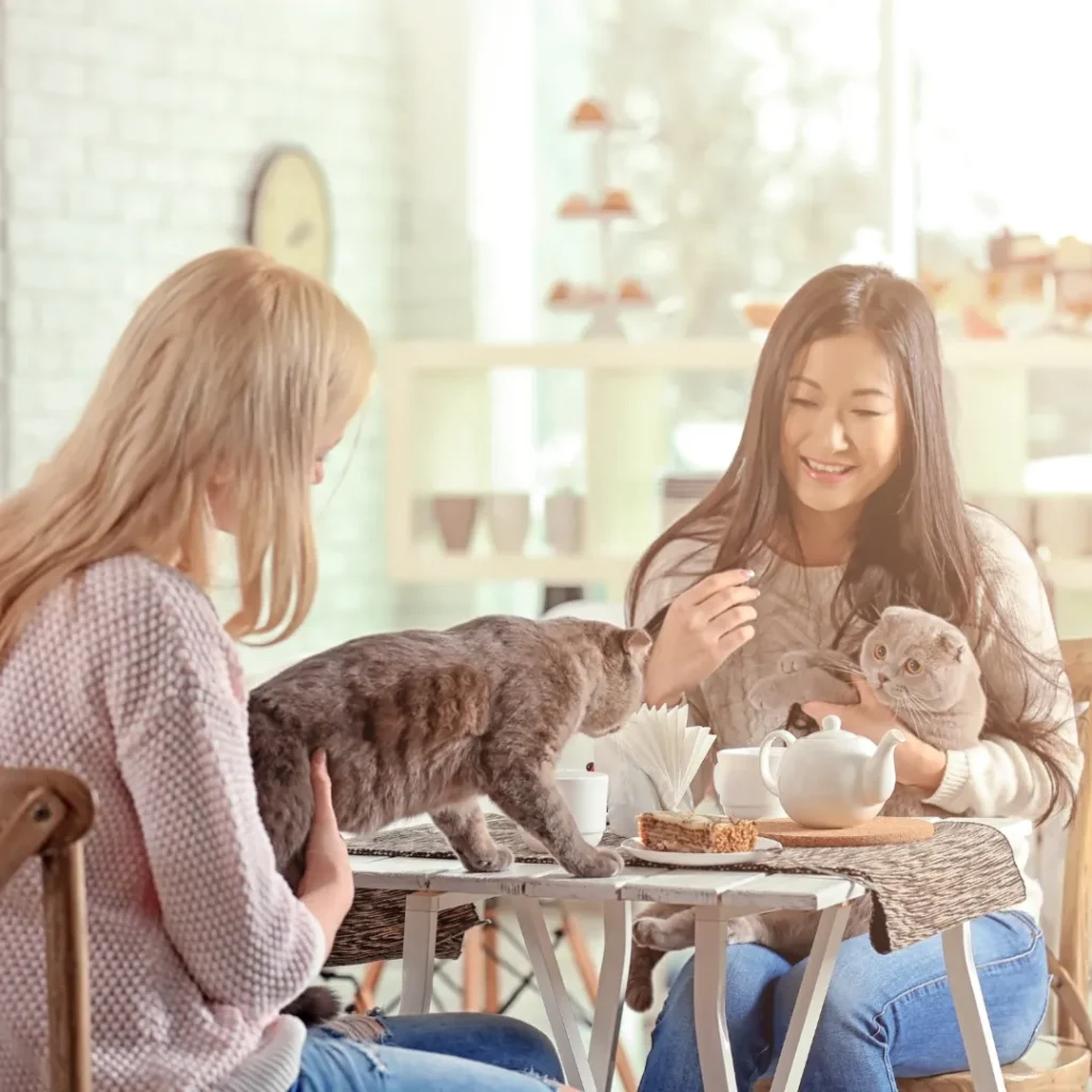 Wisata Rumah Kucing Bandung