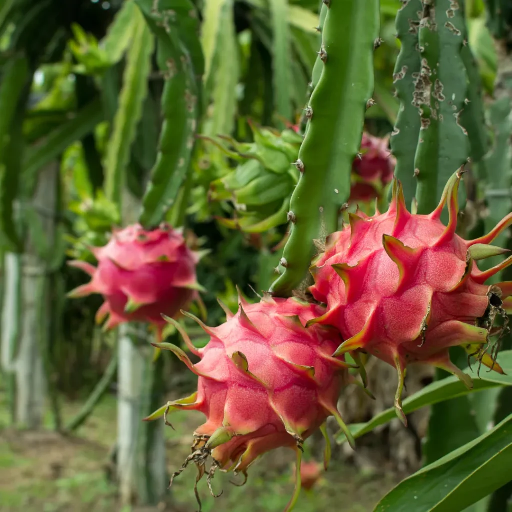 Wisata Petik Buah Bandung