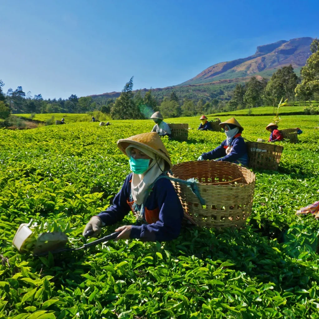 wisata bandung kebun teh