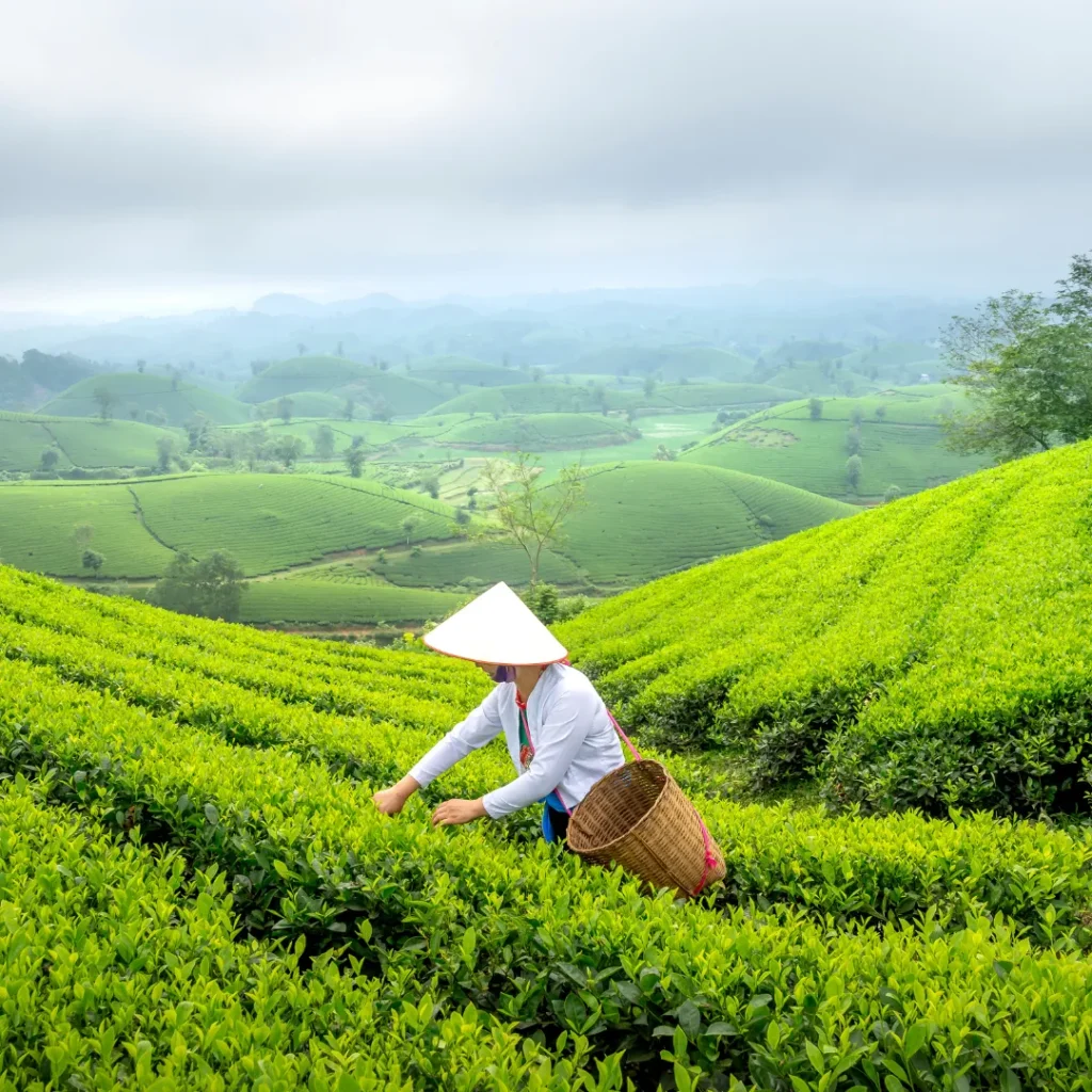 wisata bandung kebun teh