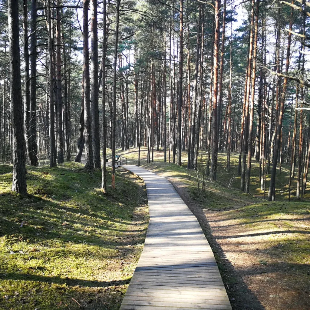 wisata hutan pinus bandung