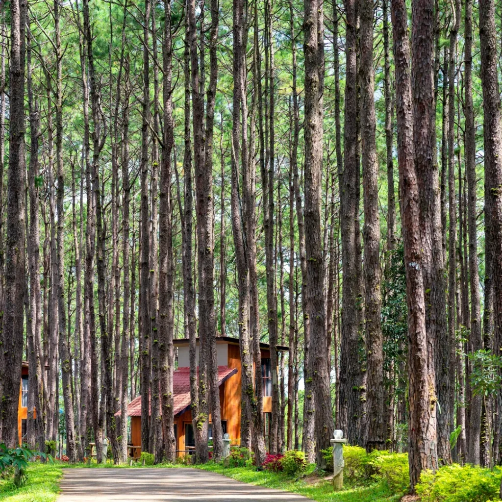 wisata hutan pinus bandung
