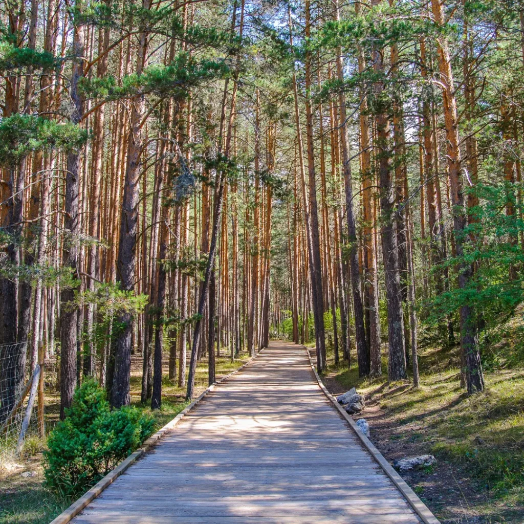 wisata hutan pinus bandung