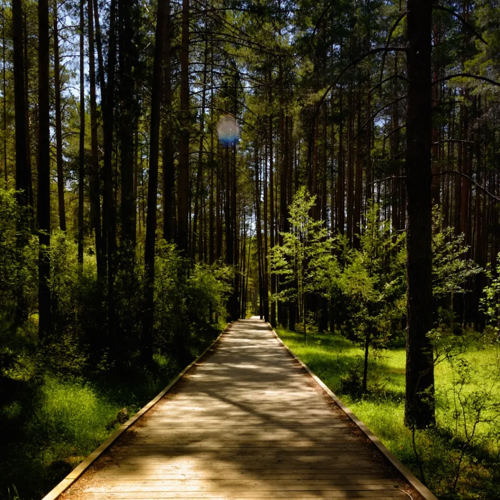 wisata hutan pinus bandung