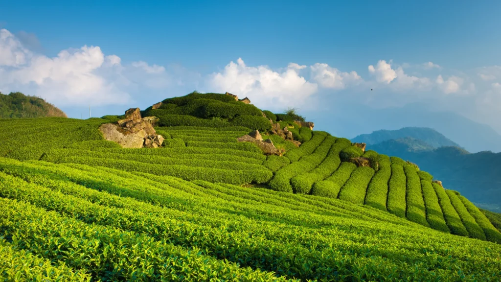 wisata bandung kebun teh