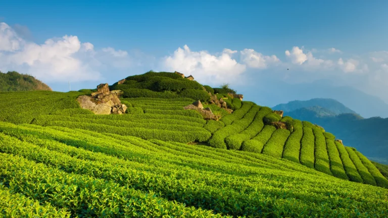 wisata bandung kebun teh