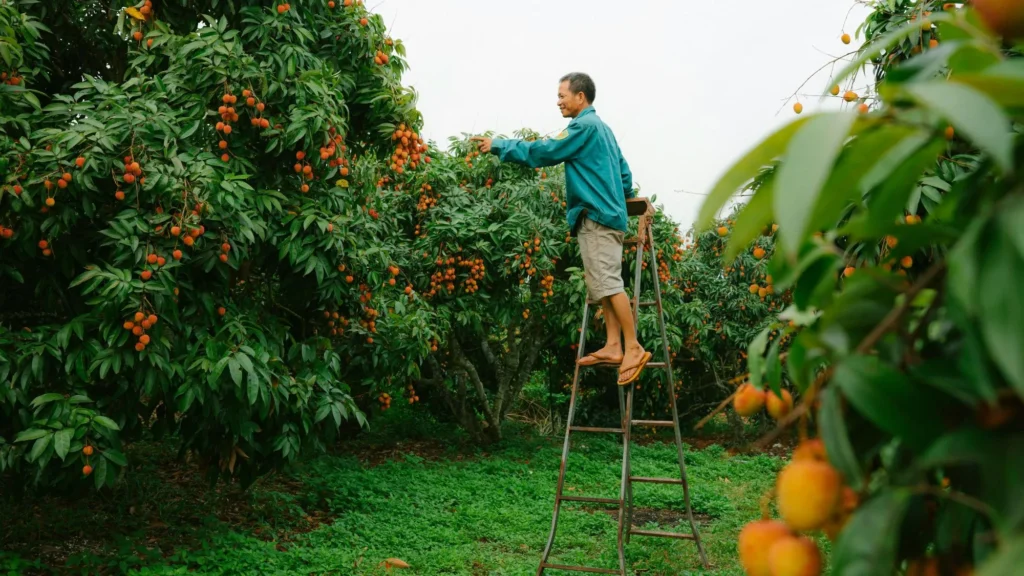 Wisata Petik Buah Bandung