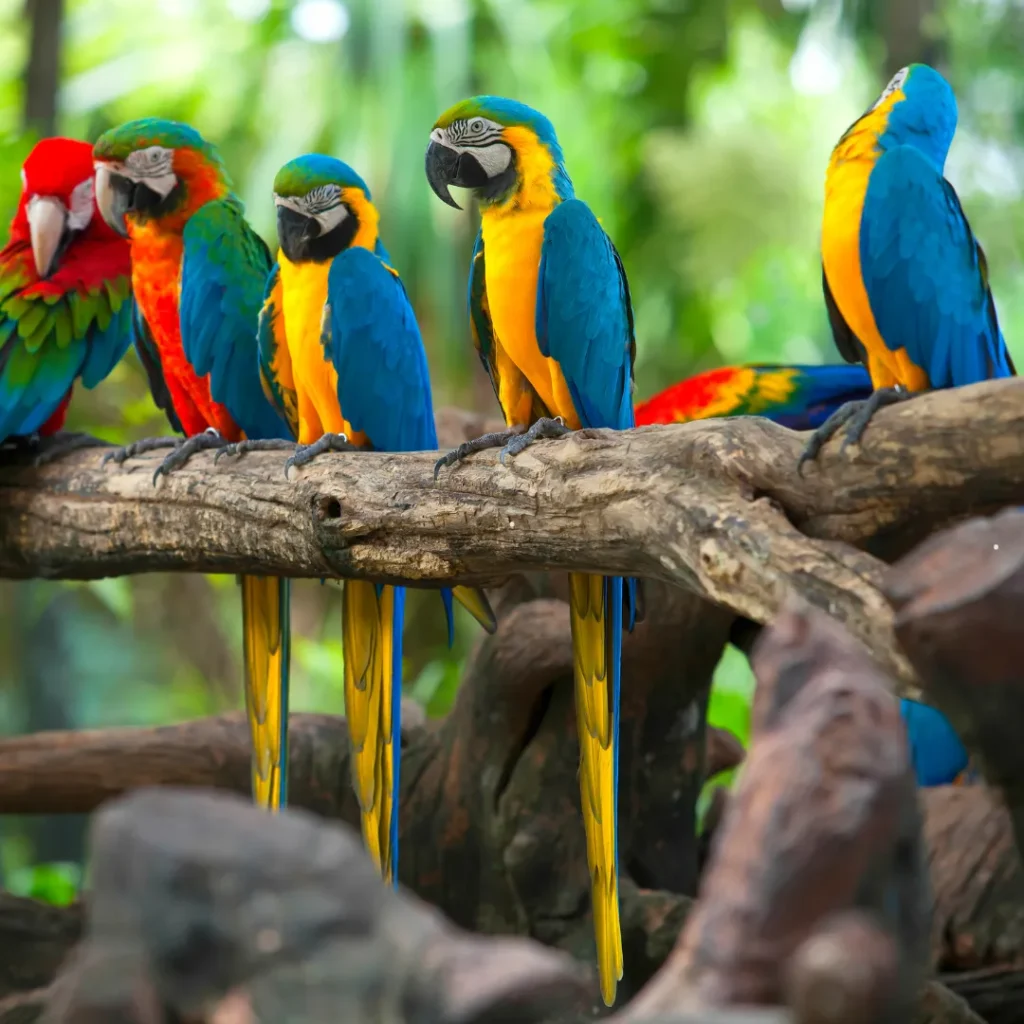 wisata kebun binatang bandung