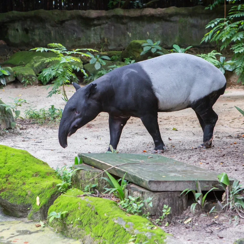 wisata kebun binatang bandung