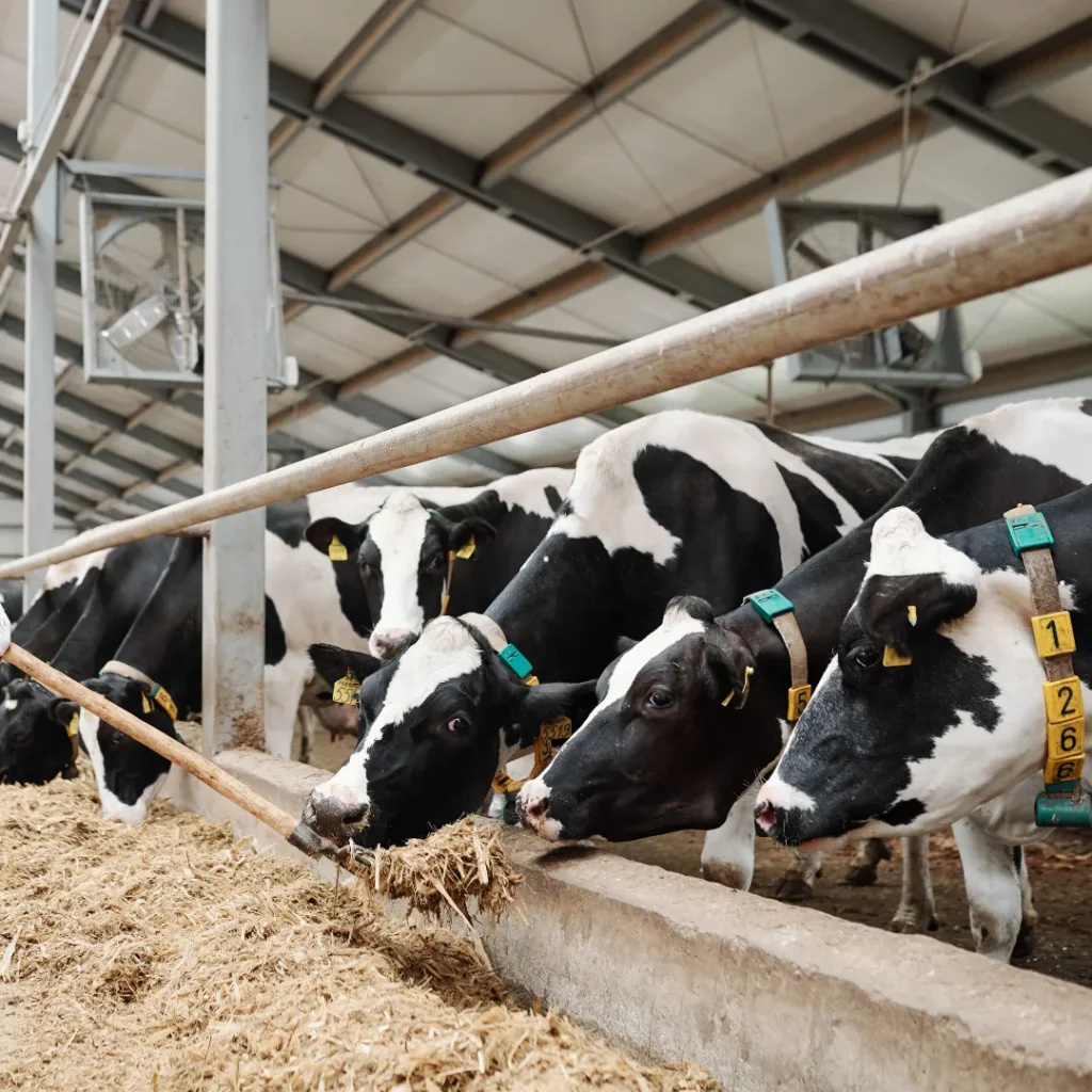 wisata perah susu sapi di bandung