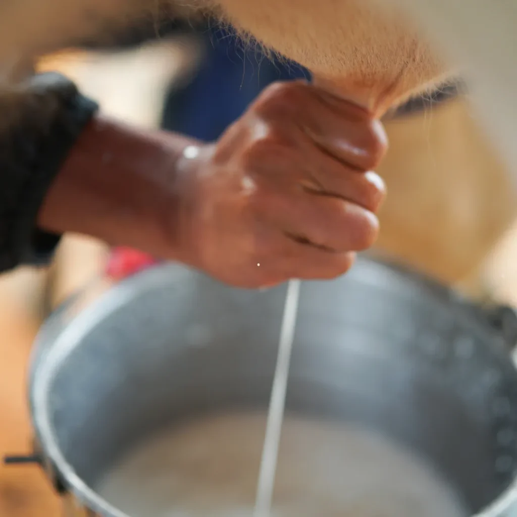 wisata perah susu sapi di bandung