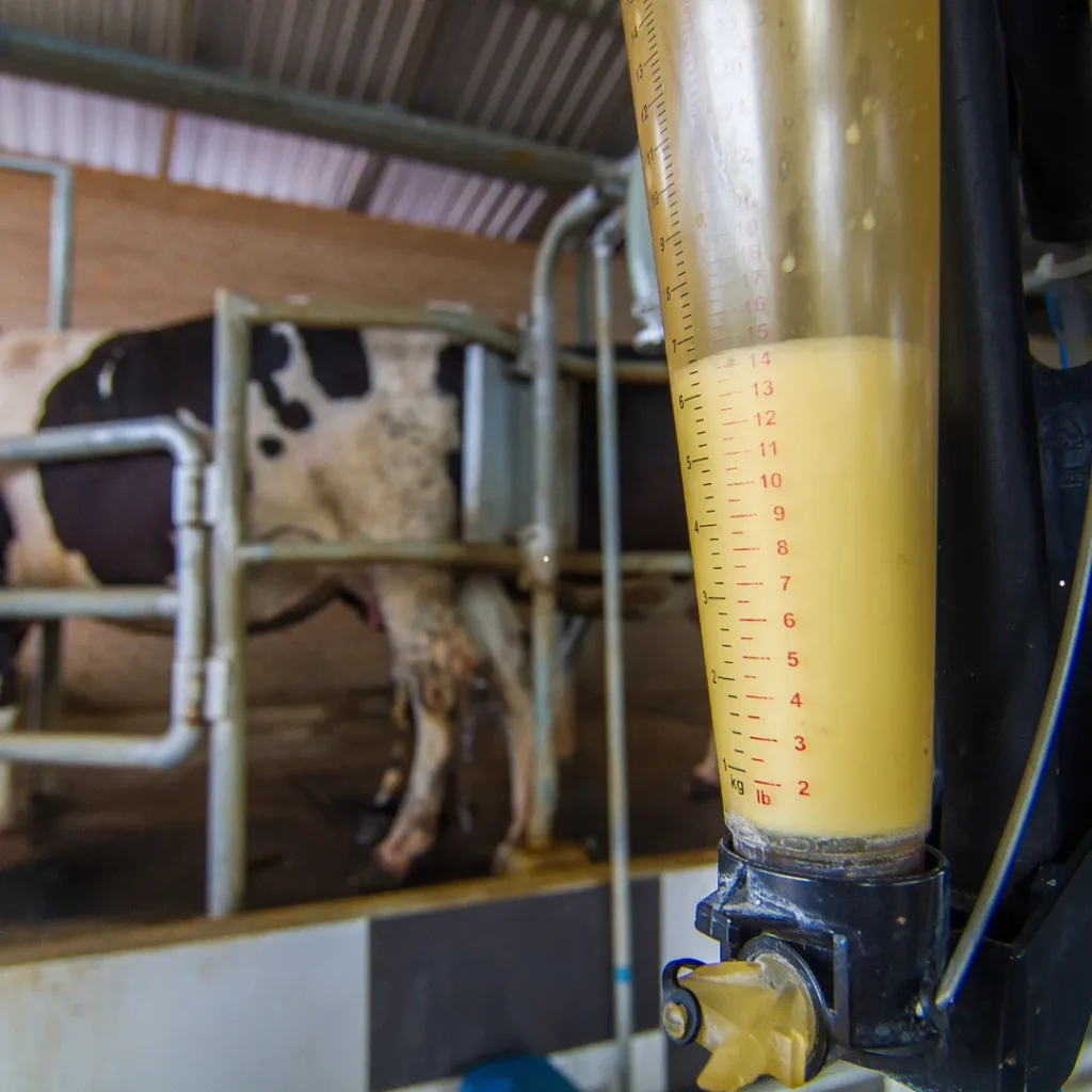 wisata perah susu sapi di bandung