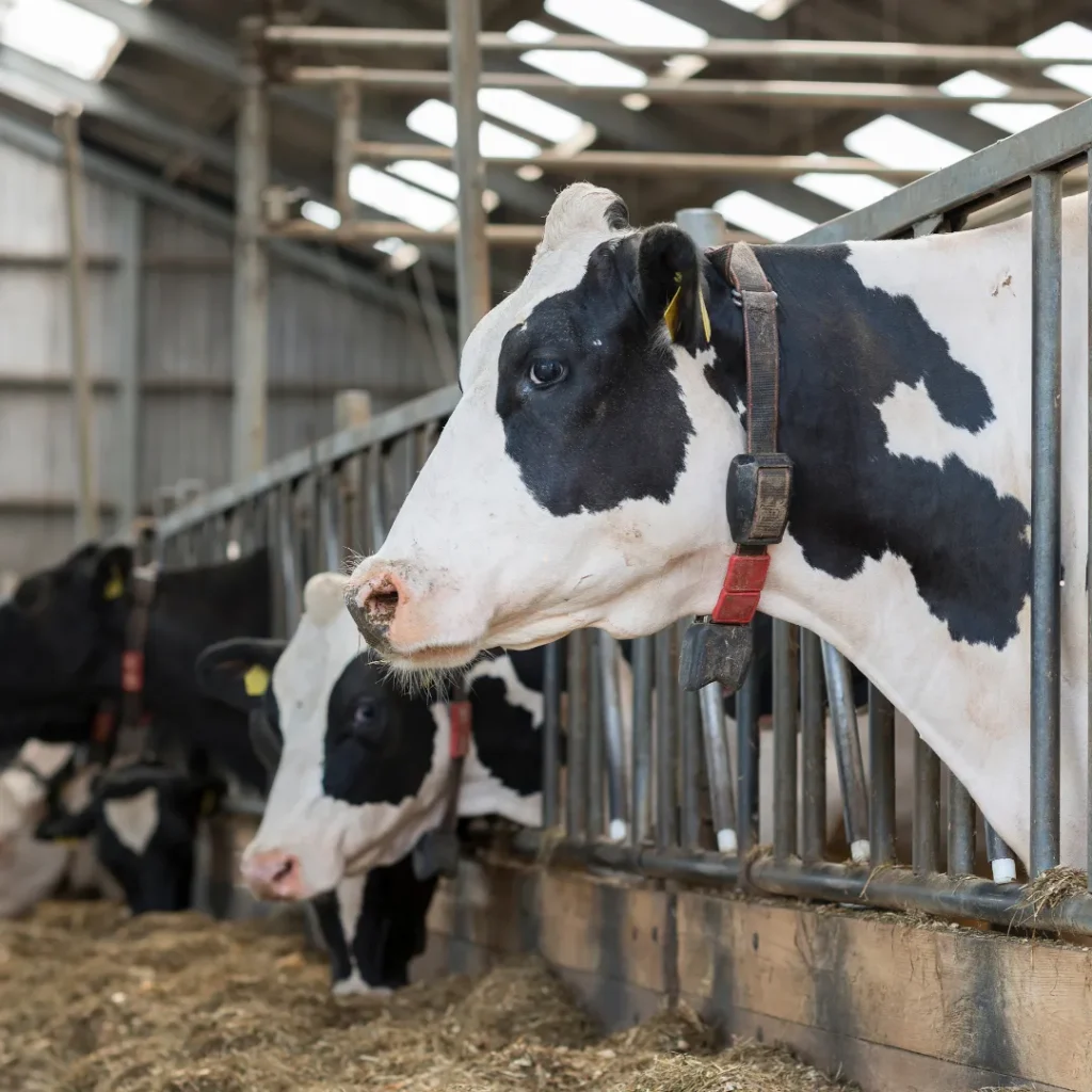 wisata perah susu sapi di bandung