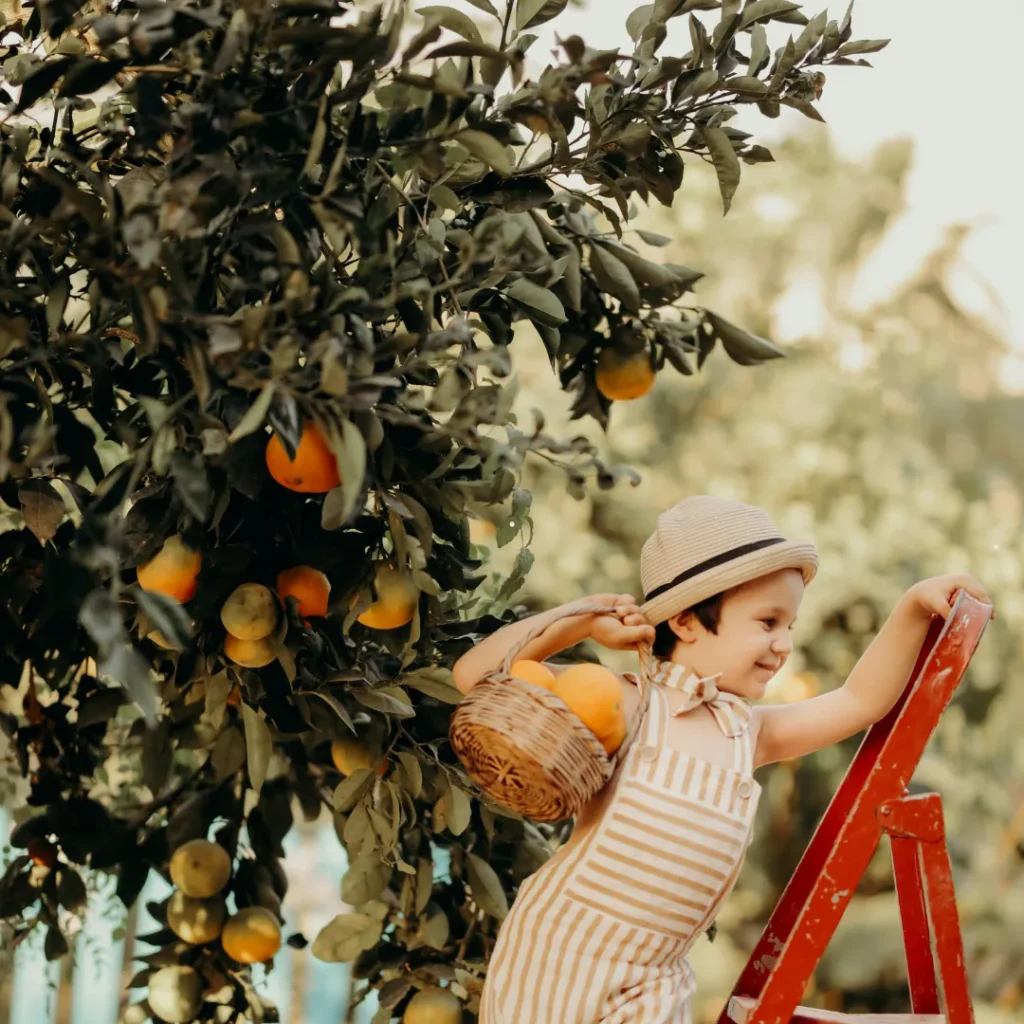 wisata petik jeruk di bandung