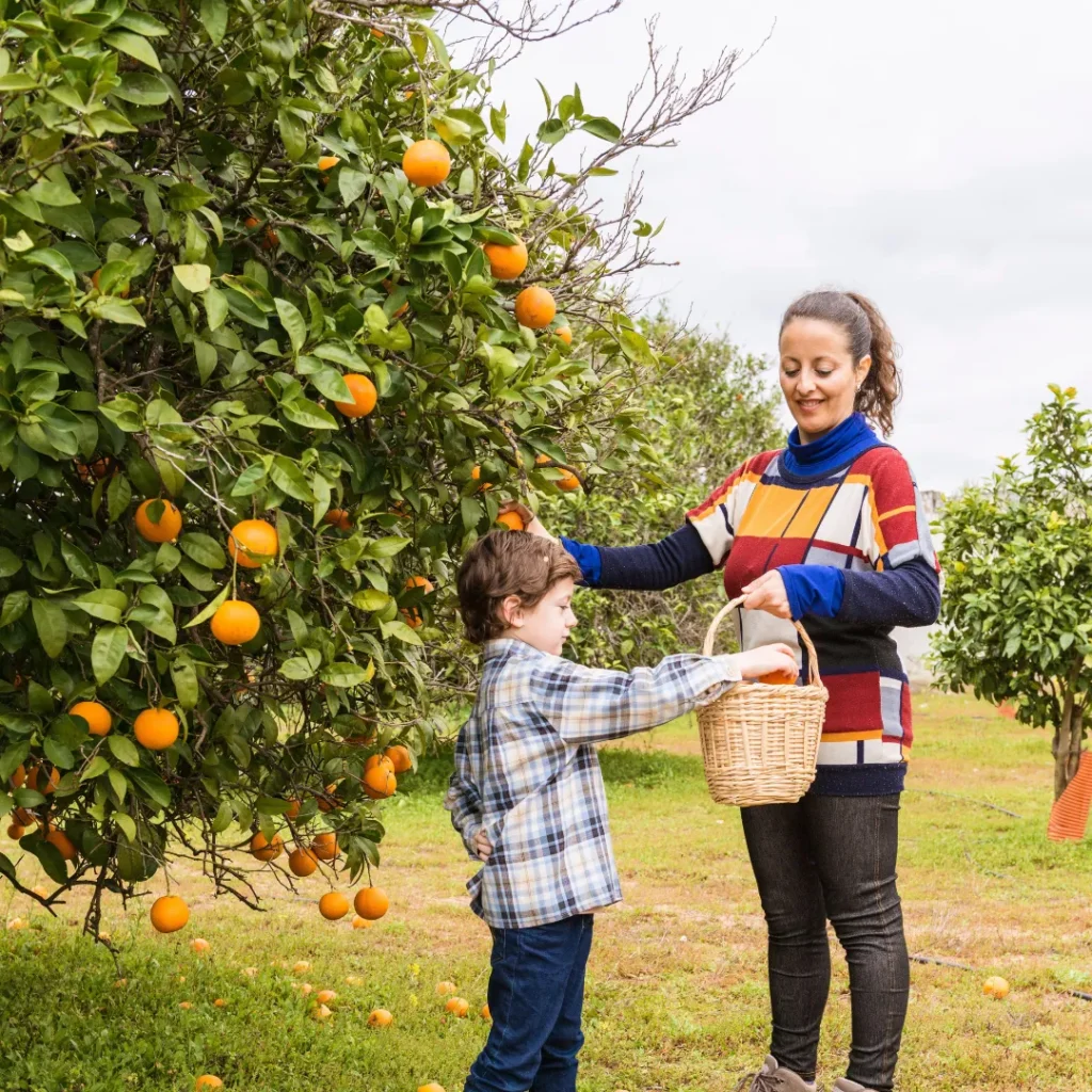 wisata petik jeruk di bandung