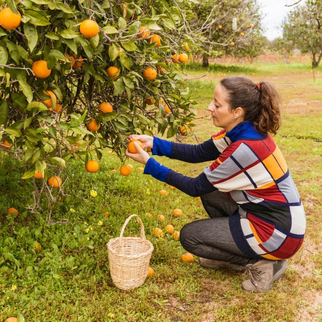 wisata petik jeruk di bandung