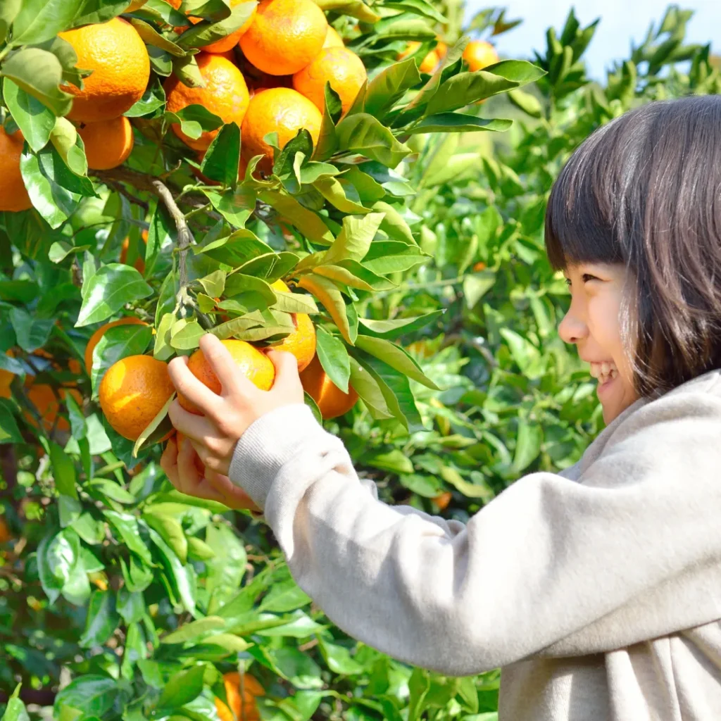 wisata petik jeruk di bandung