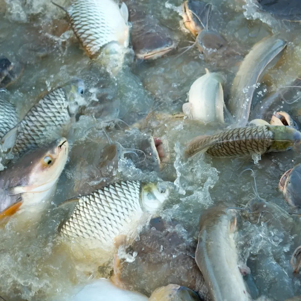 wisata mancing bandung