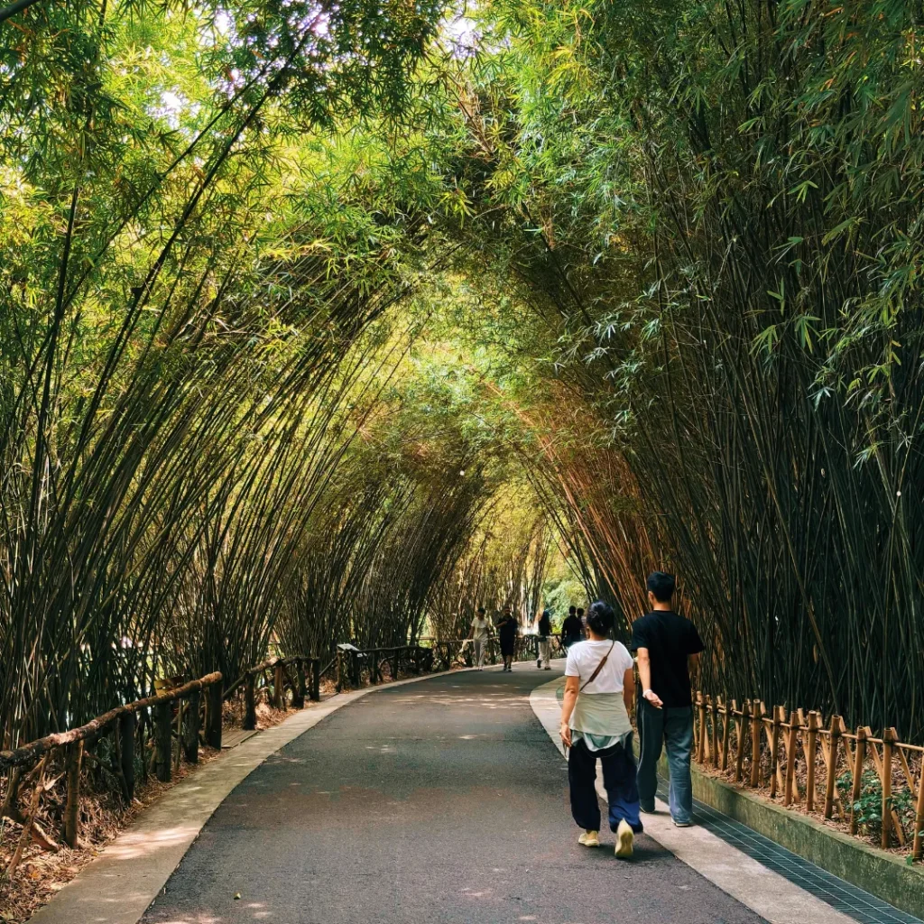 wisata hutan bambu di bandung
