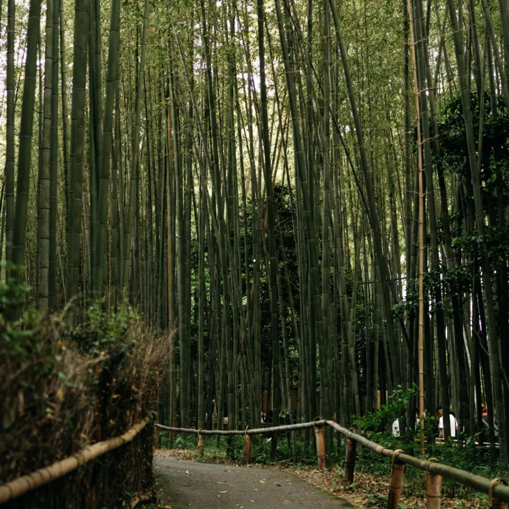 wisata hutan bambu di bandung