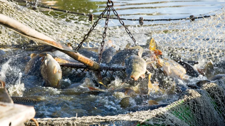 wisata mancing bandung