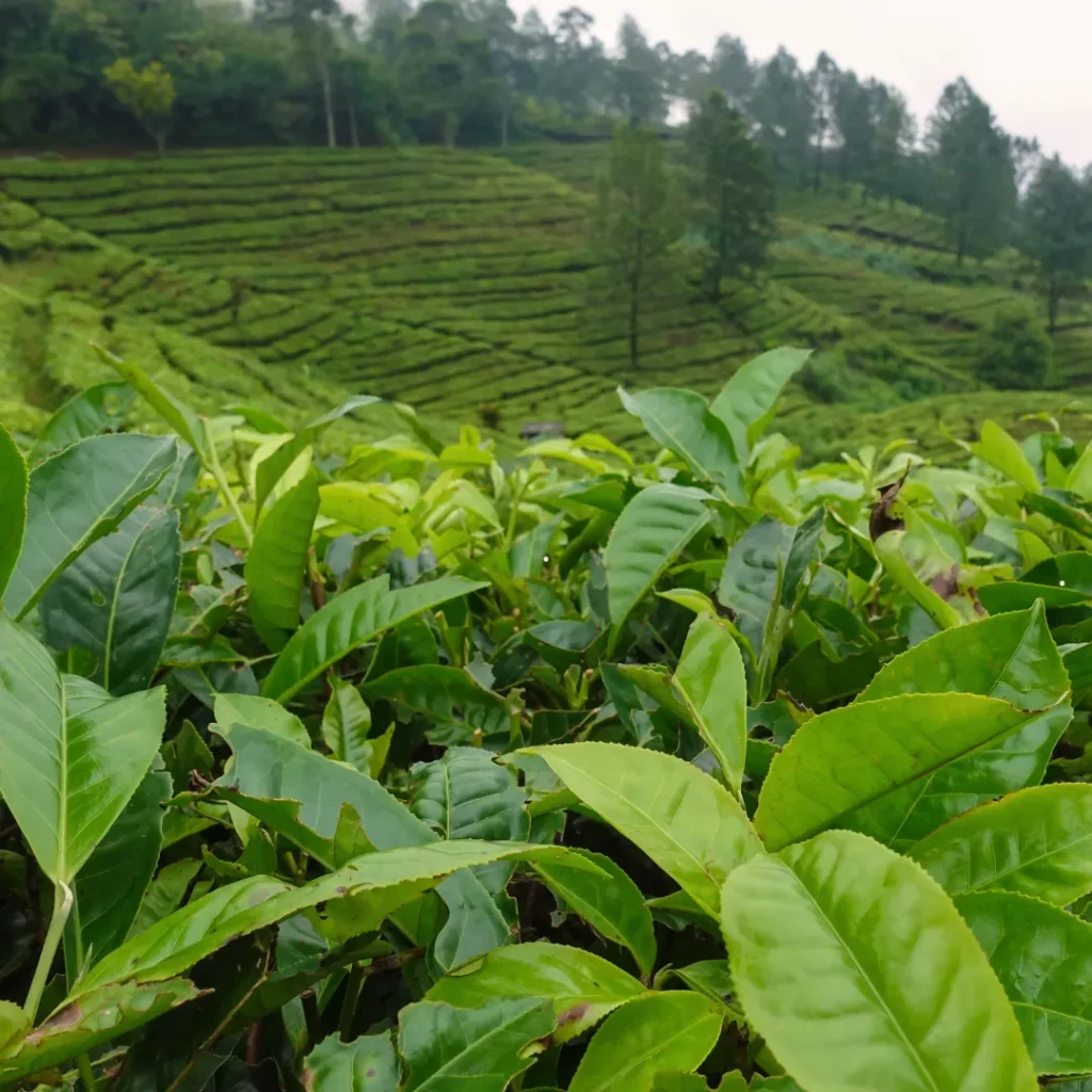 kenapa bandung dingin