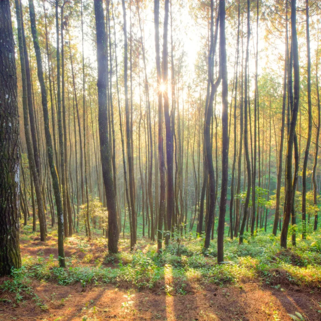 kenapa bandung dingin