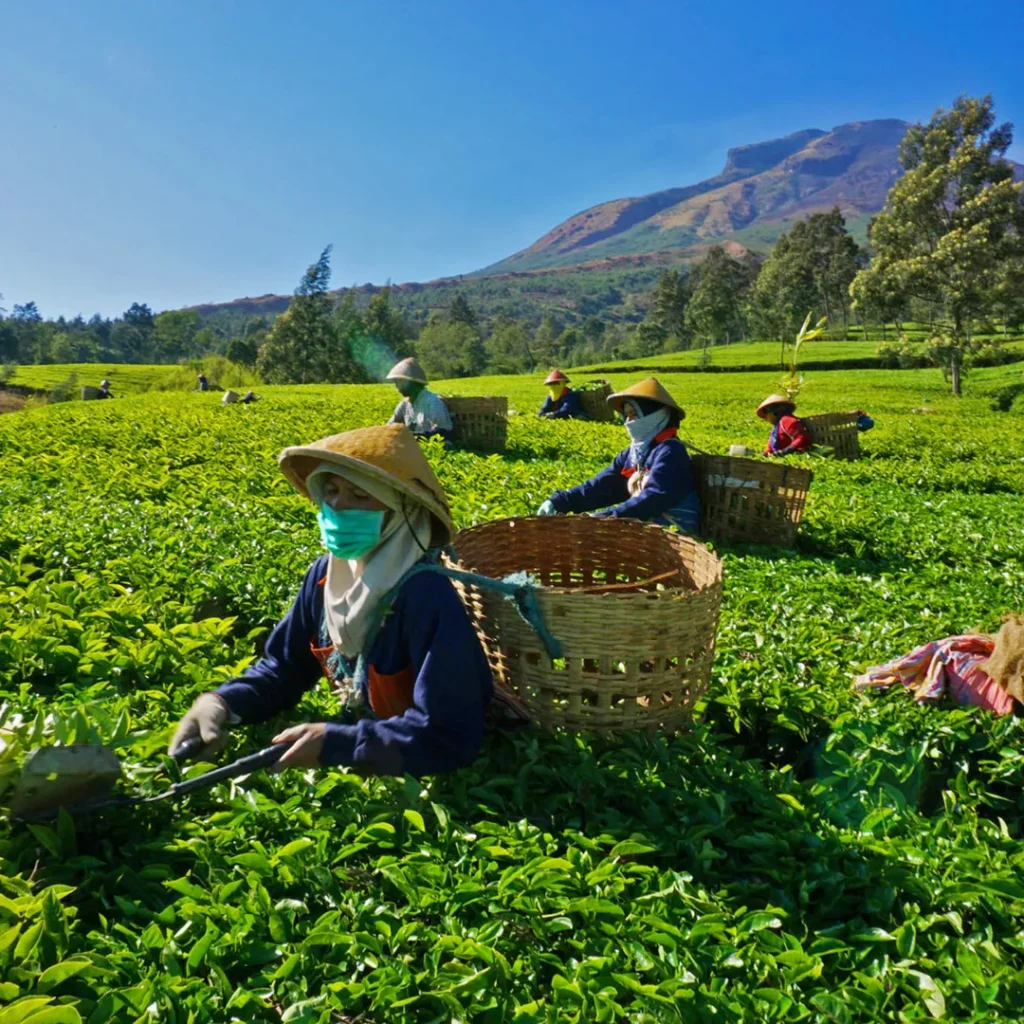 tempat liburan di ciwidey bandung