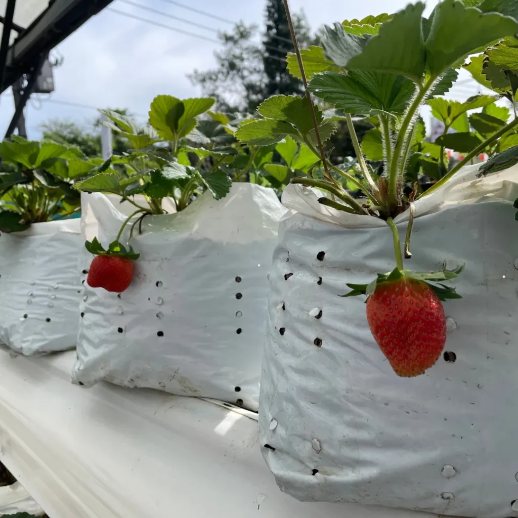 wisata pertanian di bandung