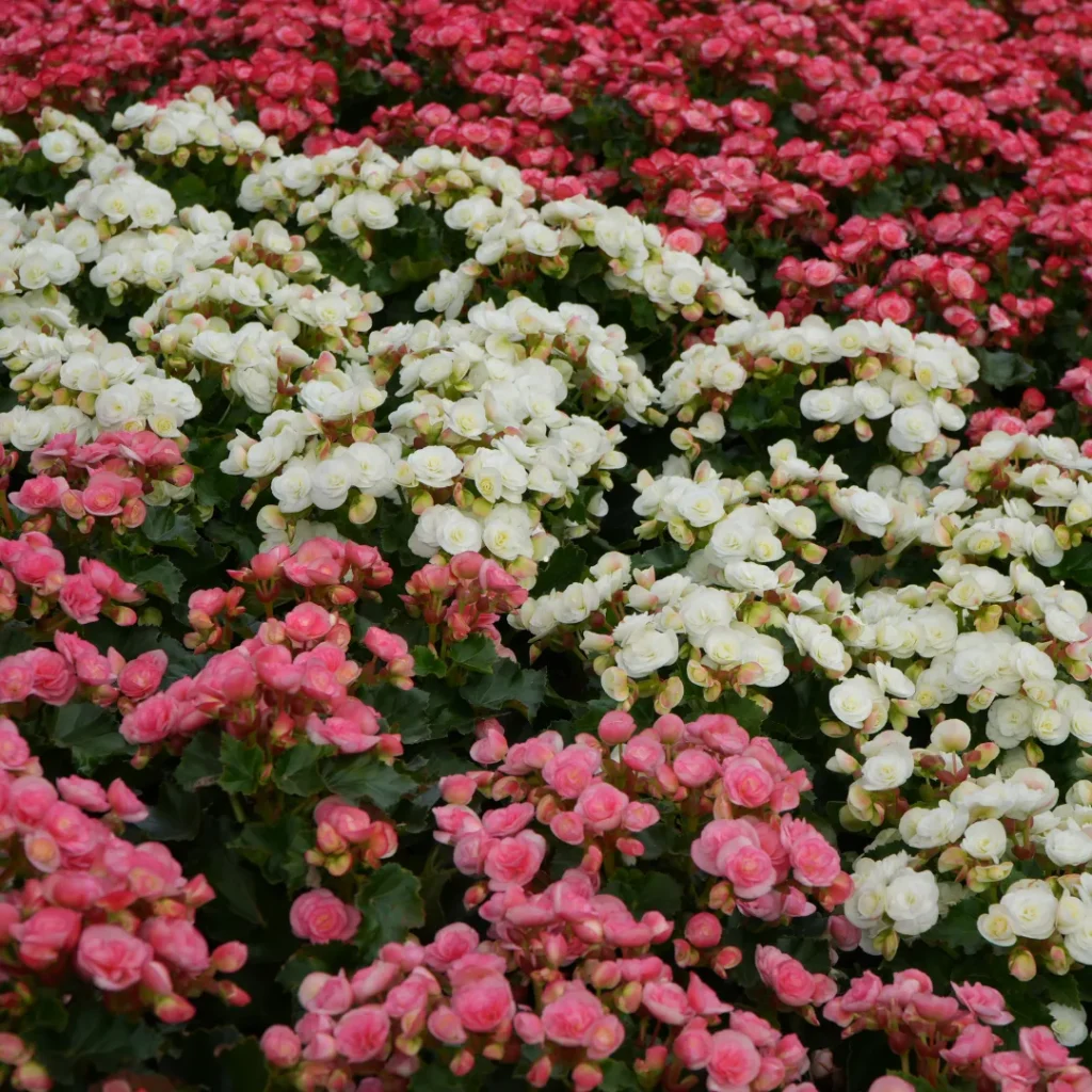 wisata pertanian di bandung