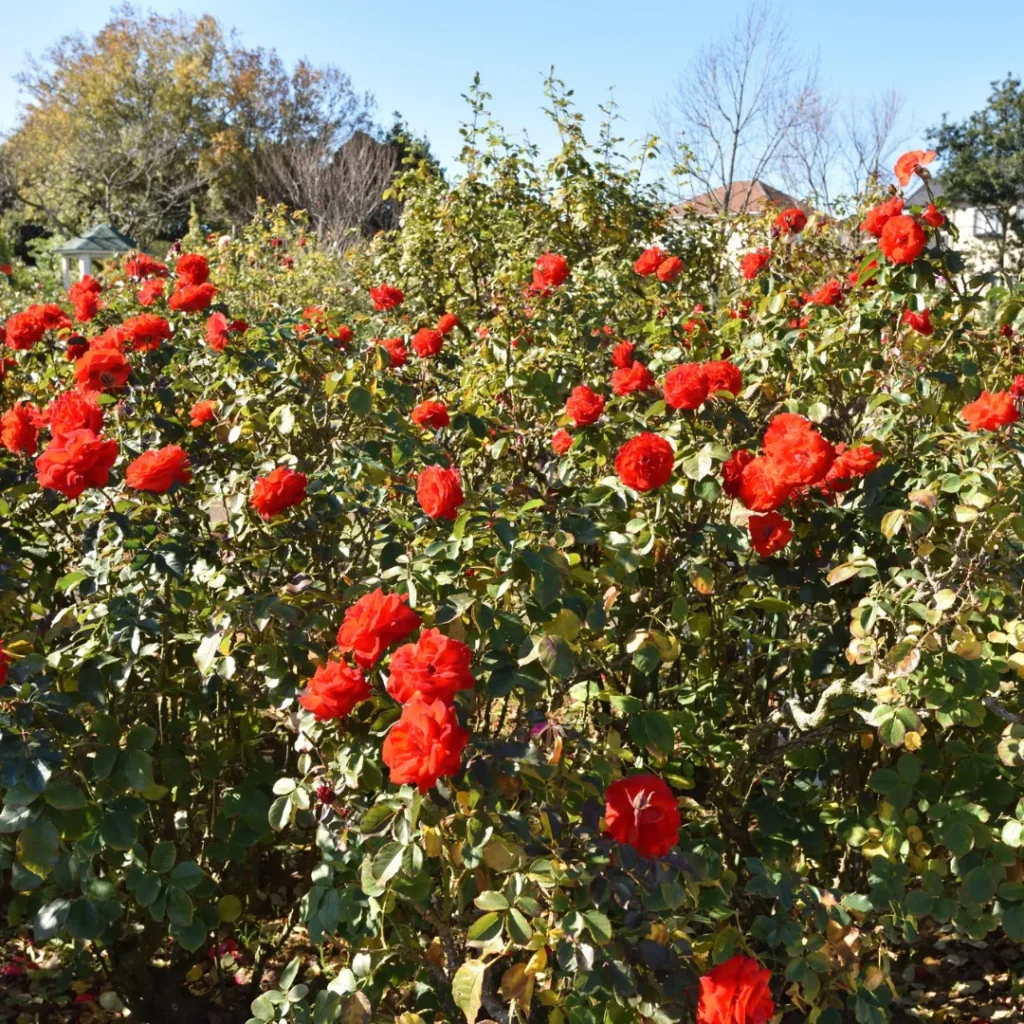 wisata pertanian di bandung