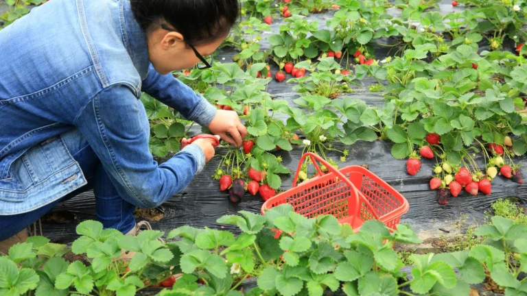 wisata pertanian di bandung