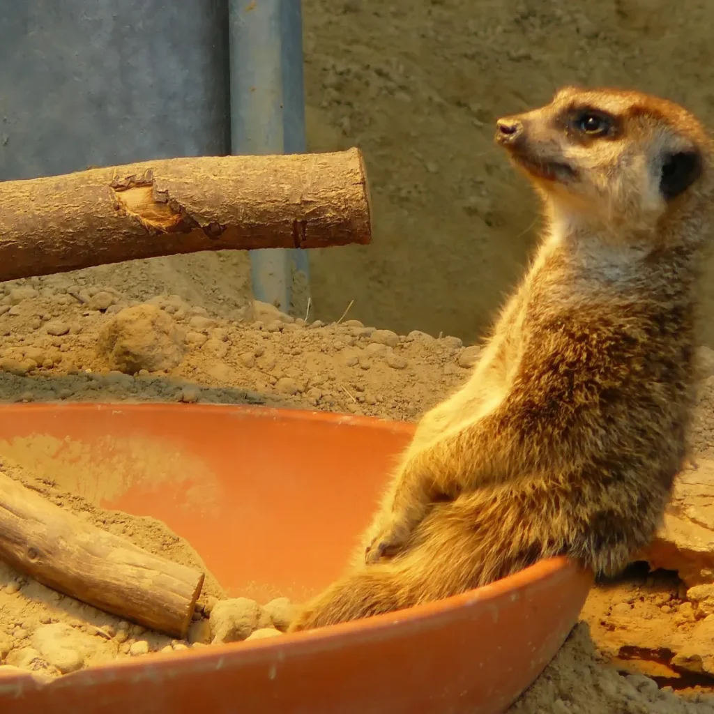 kenapa bandung zoo tutup