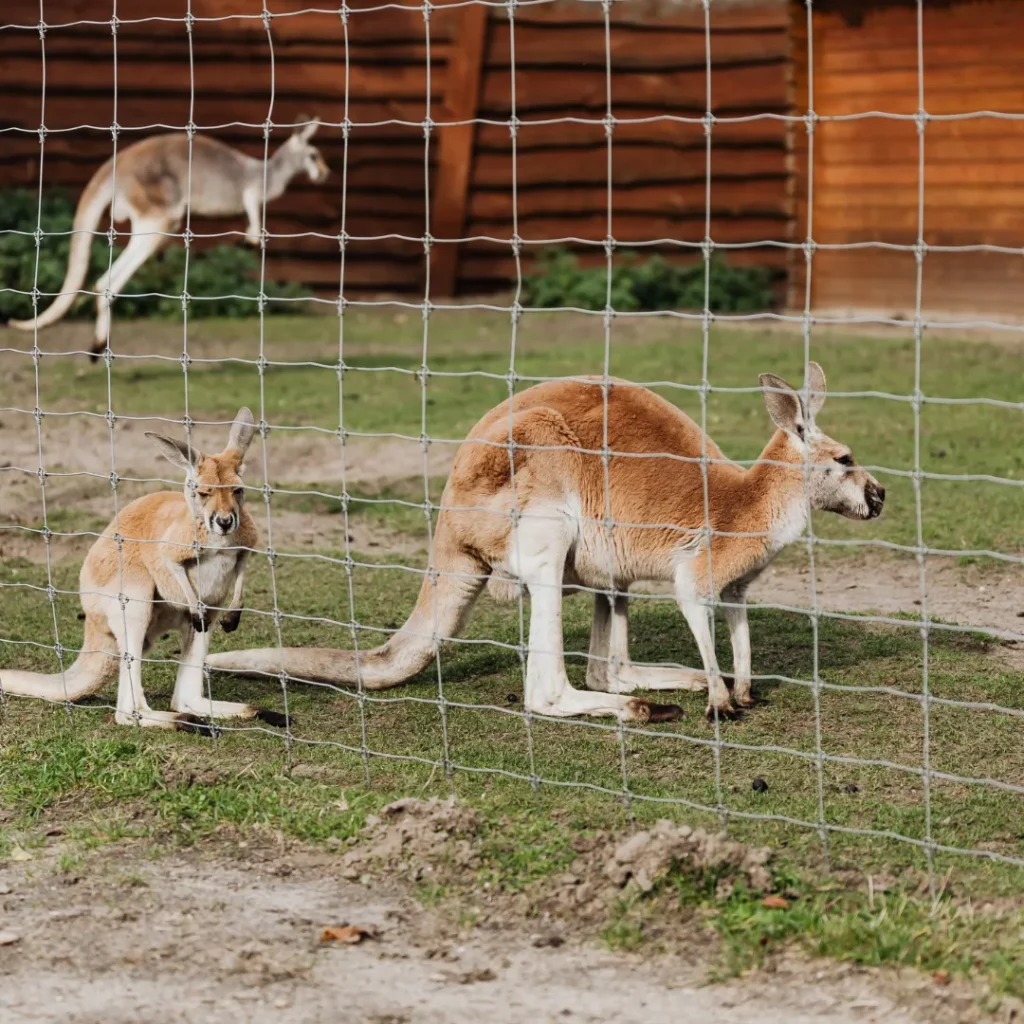 kenapa bandung zoo tutup