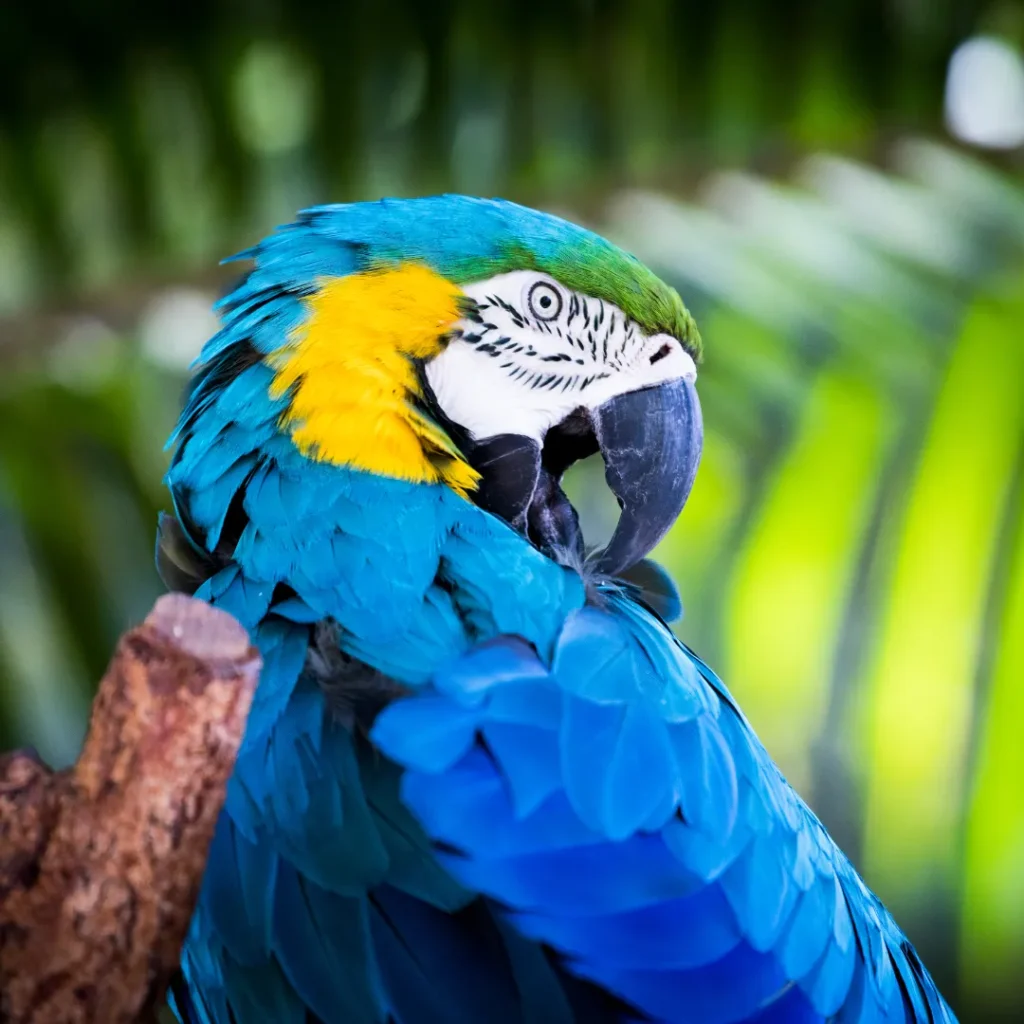 kenapa bandung zoo tutup