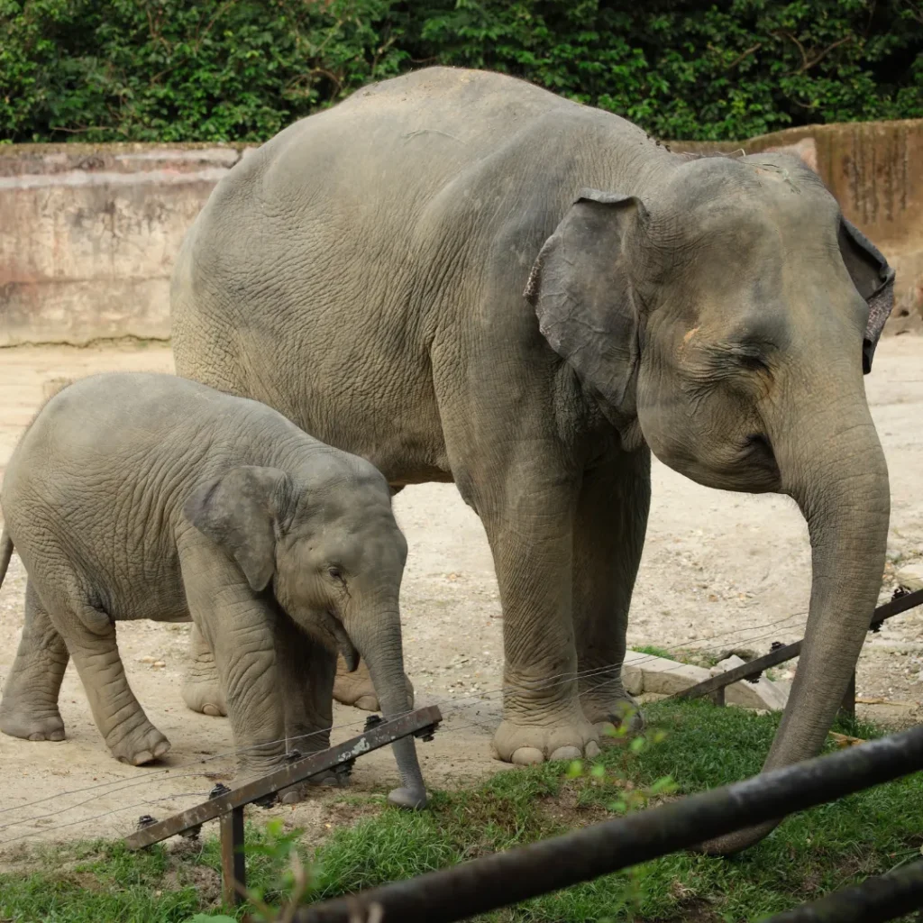 kenapa bandung zoo tutup