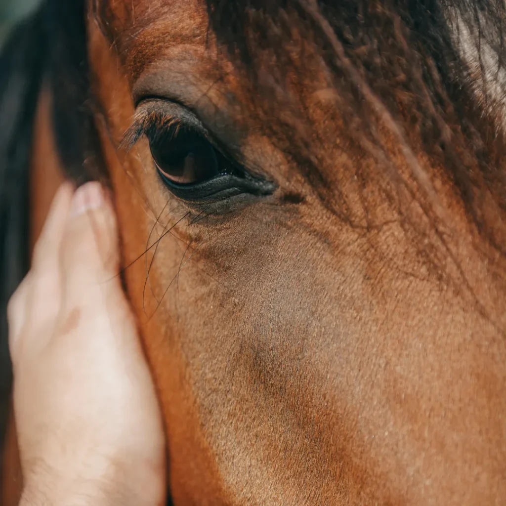 wisata kuda pakuhaji bandung